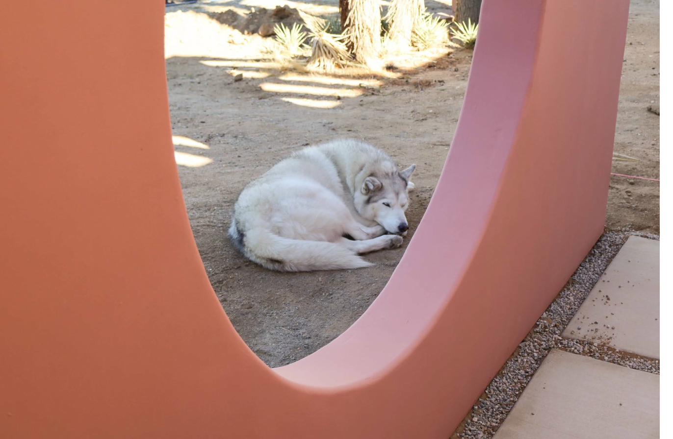 Dog through the circle portal